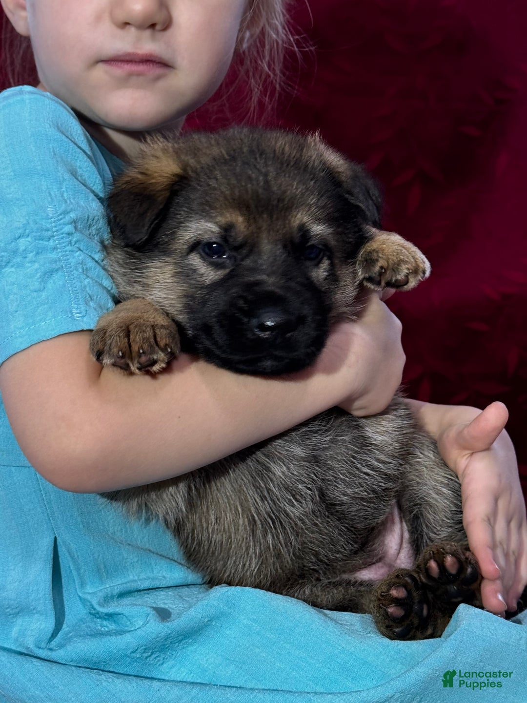 German Shepherd dogs for sale: Oakley - Ad 10