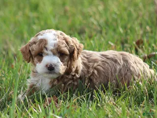 Bichpoo dogs for sale: Asher - Ad 1