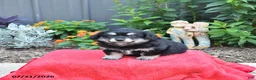 Mixed Breed dogs for sale: Gracie - Ad 4