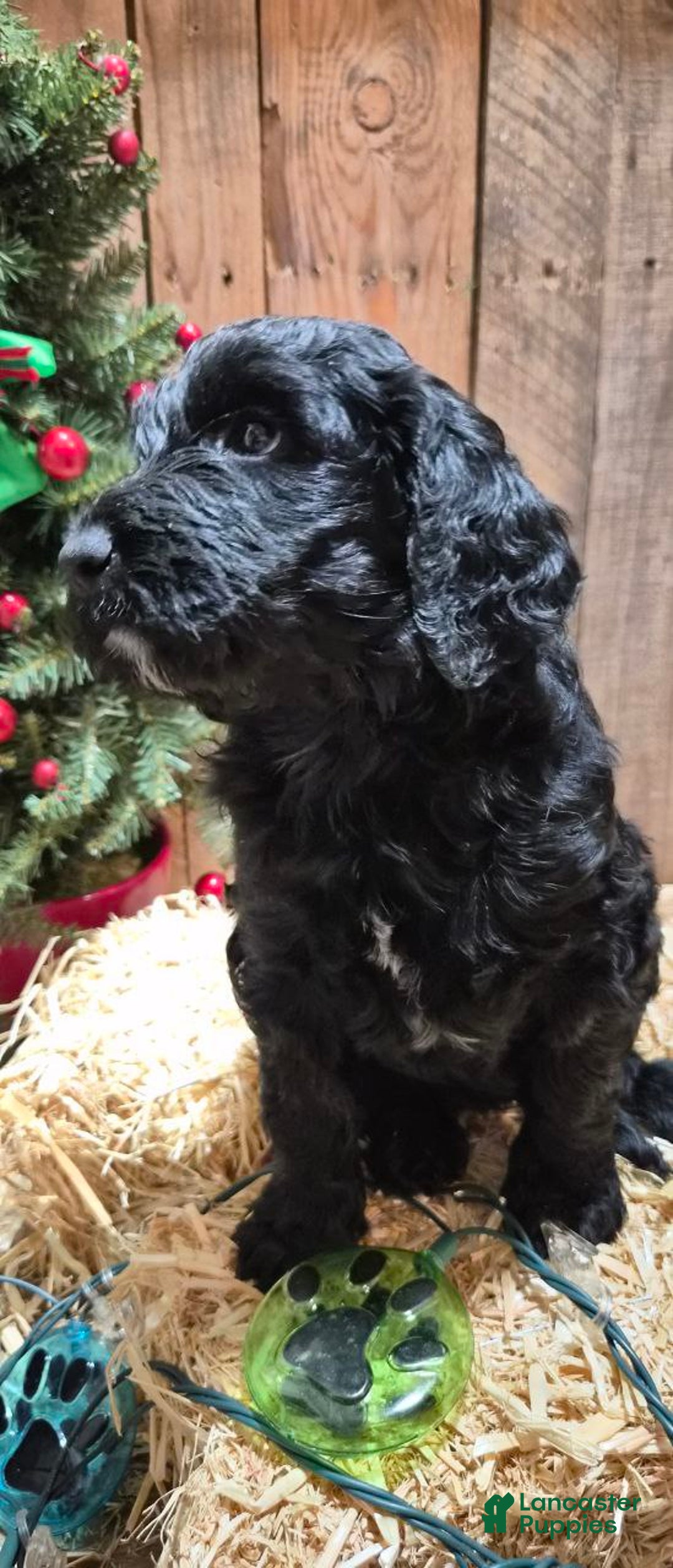 Goldendoodle dogs for sale: Luna  - Ad 1