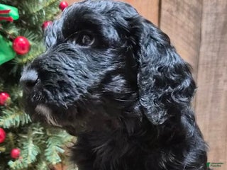 Goldendoodle dogs Luna - Ad 19