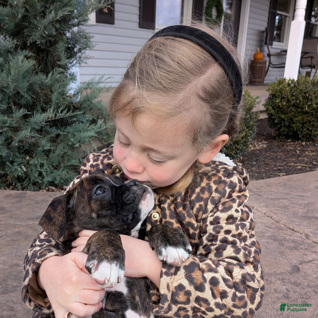 Boxer dogs for sale: Paris - Ad 3