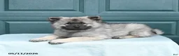 Keeshond dogs for sale: Sailor - Ad 5