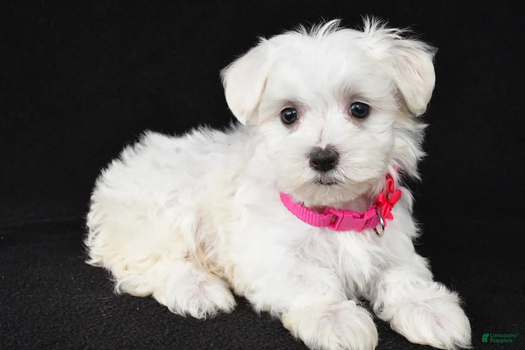 Maltese dogs for sale: Tori - Ad 1