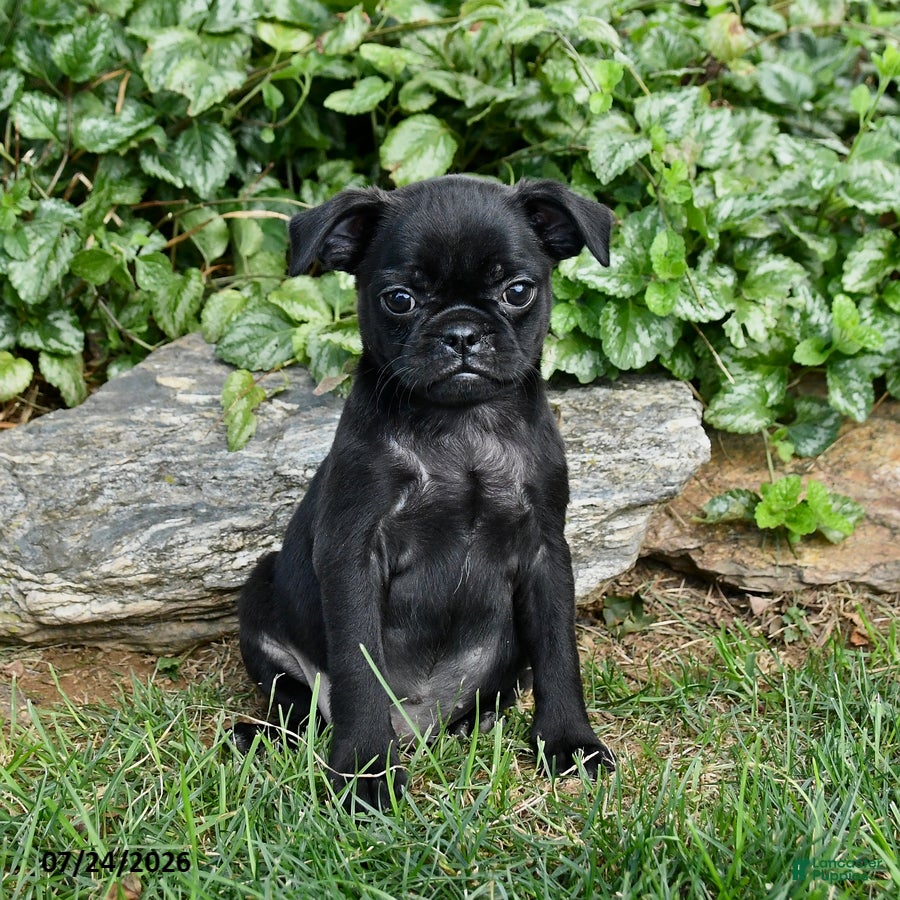 Pug dogs Dolly - Ad 1