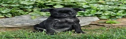 Pug dogs for sale: Dolly - Ad 1