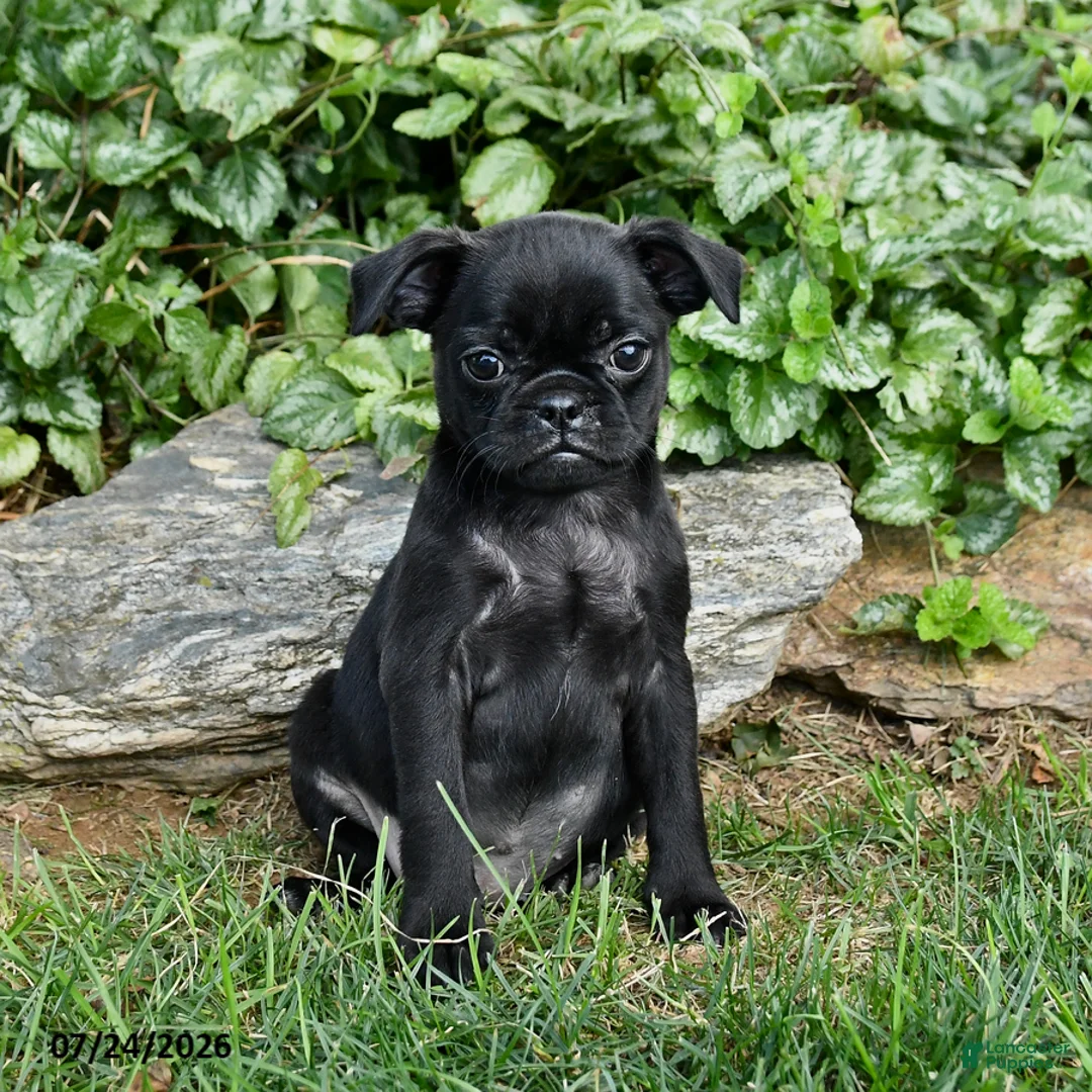 Pug dogs for sale: Dolly - Ad 1