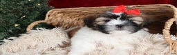Shih Tzu dogs for sale: Joey - Ad 8