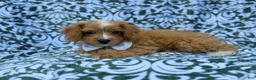 Cavapoo dogs for sale: Moose - Ad 3