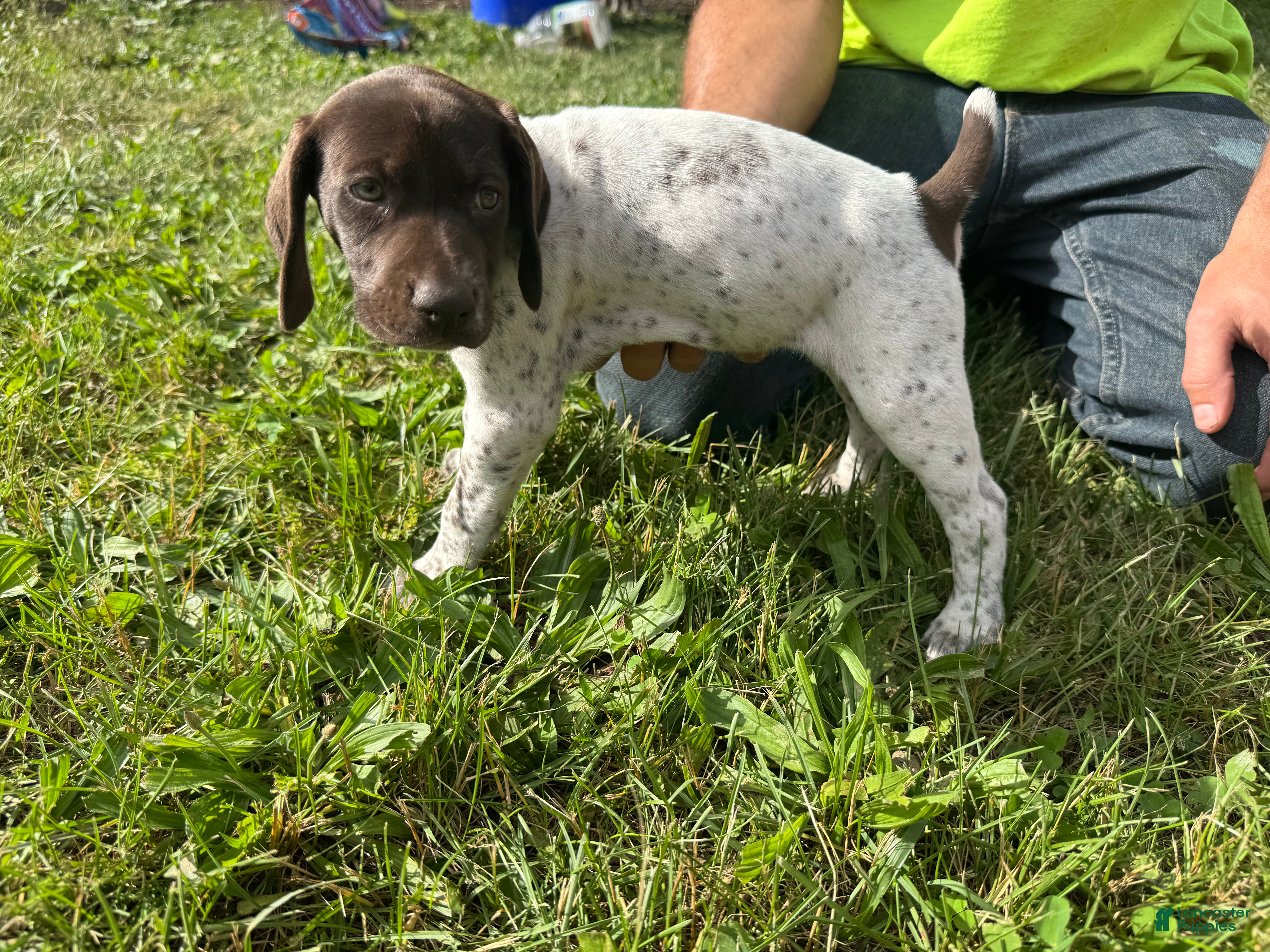 German Shorthaired Pointer dogs Light Blue Girl - Ad 2