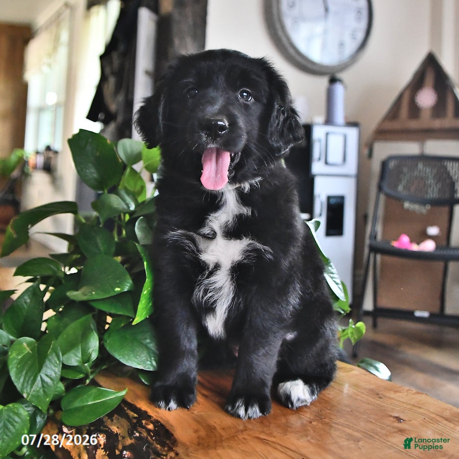 Mixed Breed dogs Tiny - Ad 2