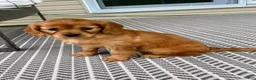 Miniature Golden Retriever dogs for sale: Muffin  - Ad 6