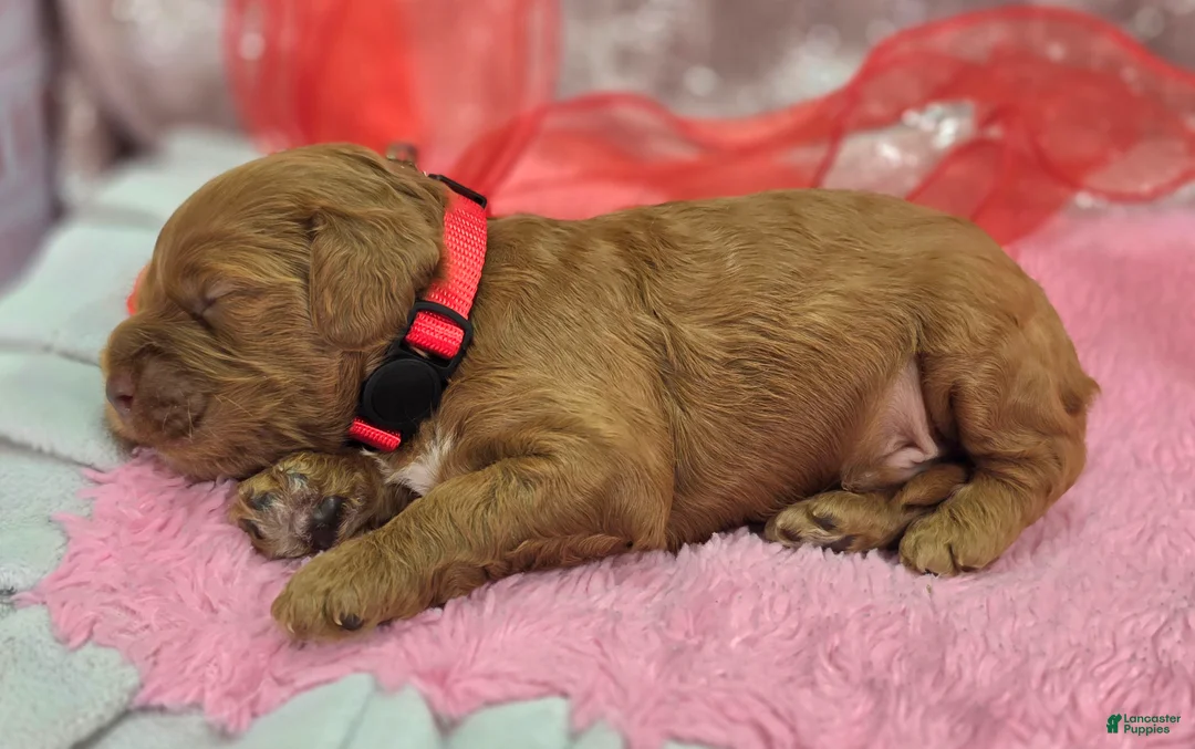 Cockapoo dogs for sale: Rime - Ad 1