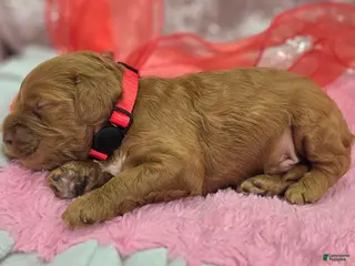 Cockapoo dogs Rime - Ad 26