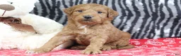 Mini Goldendoodle dogs for sale: Mindy - Ad 2