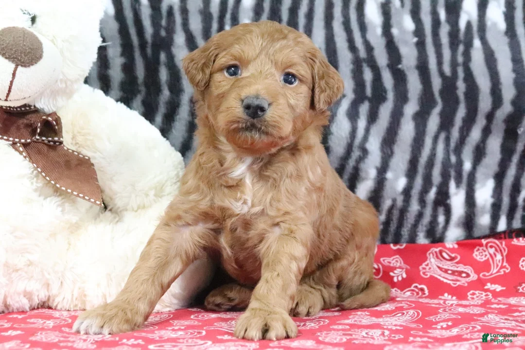 Mini Goldendoodle dogs for sale: Mindy - Ad 2