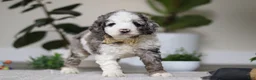 Cockapoo dogs for sale: Blaze - Ad 5