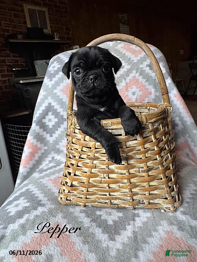 Pug dogs Pepper - Ad 1