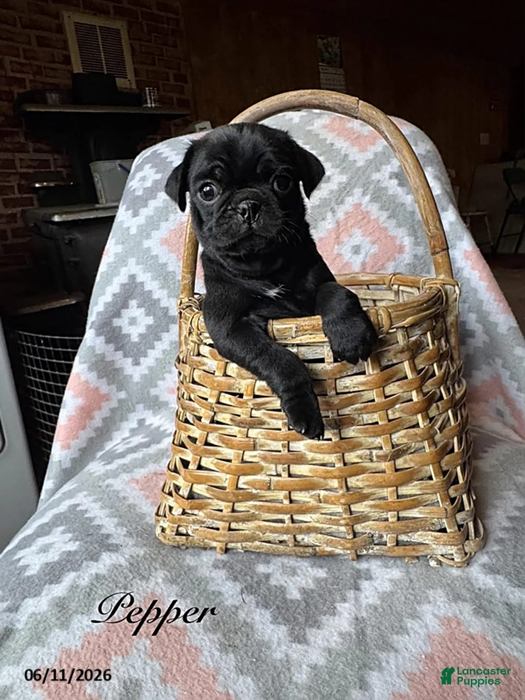 Pug dogs for sale: Pepper - Ad 1