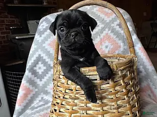 Pug dogs Pepper - Ad 1