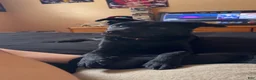 Mixed Breed dogs for sale: Hachi - Ad 2