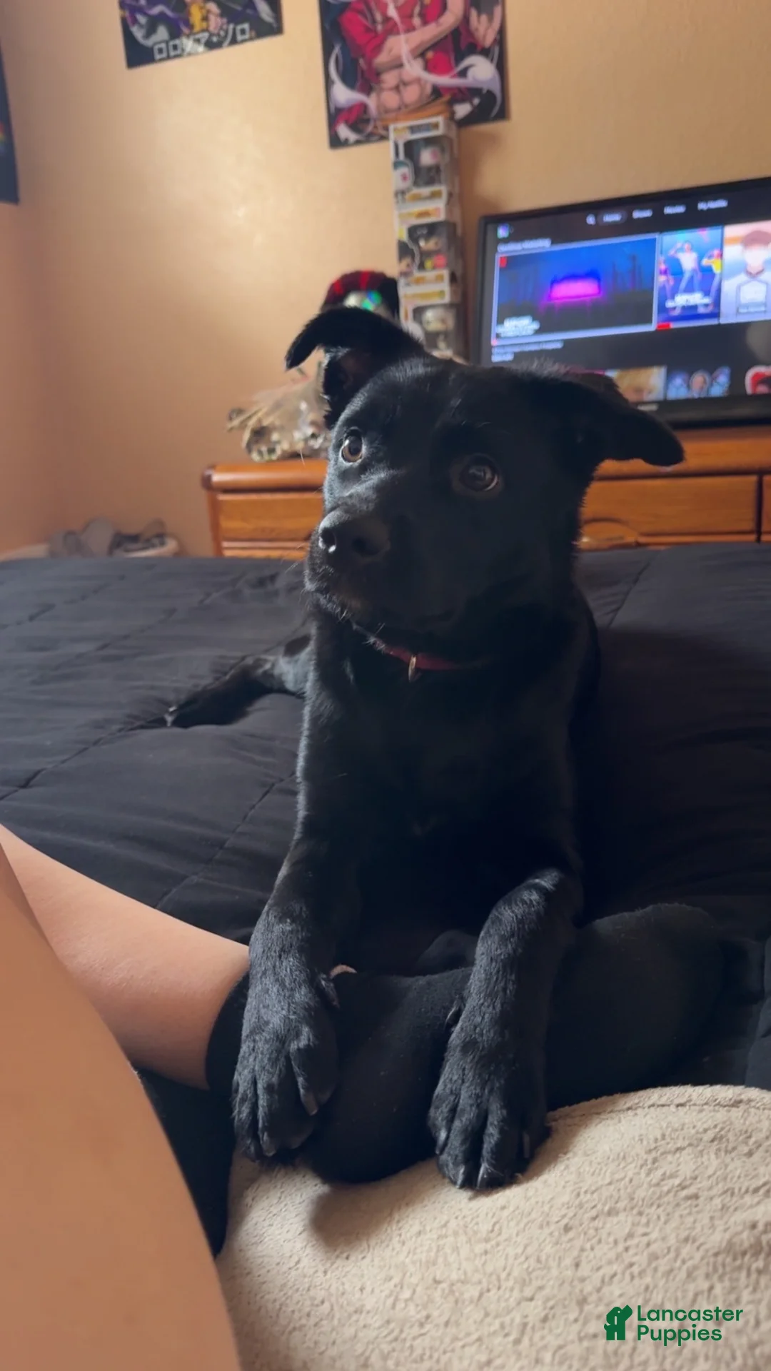 Mixed Breed dogs for sale: Hachi - Ad 2