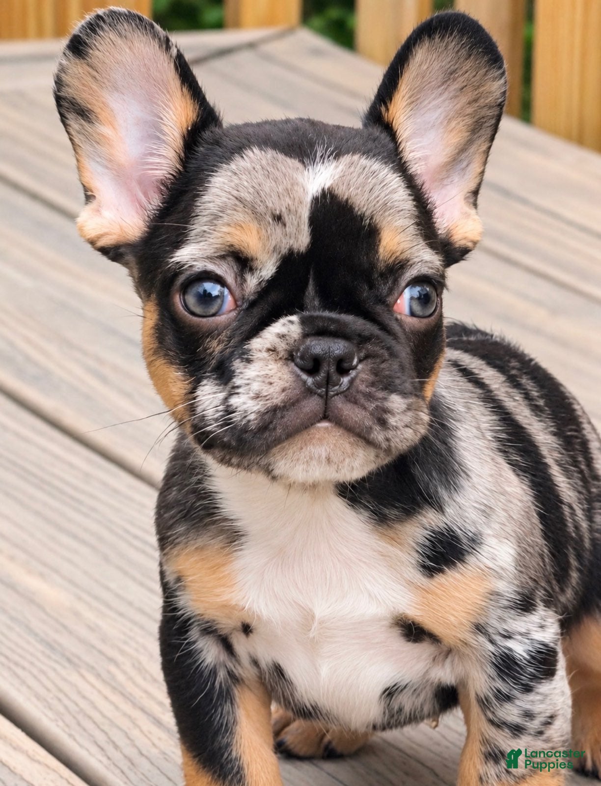French Bulldog dogs for sale: Harlequin Chocolate Merle Boy - Ad 1