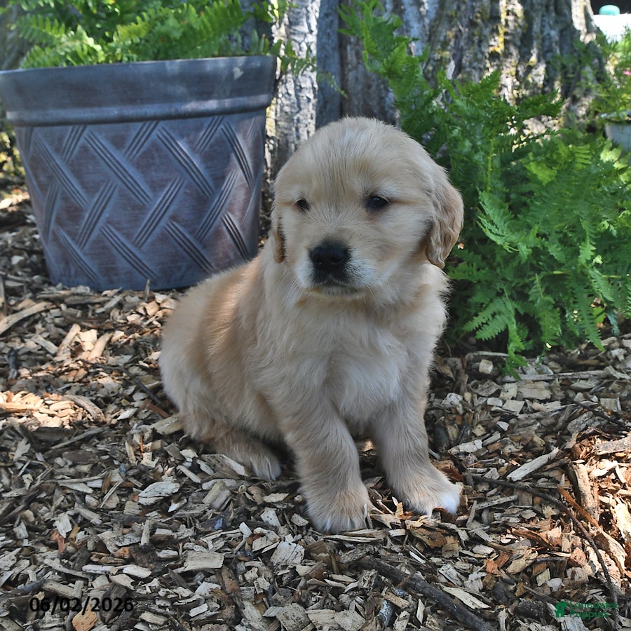 Golden Retriever dogs for sale: Charlie - Ad 3