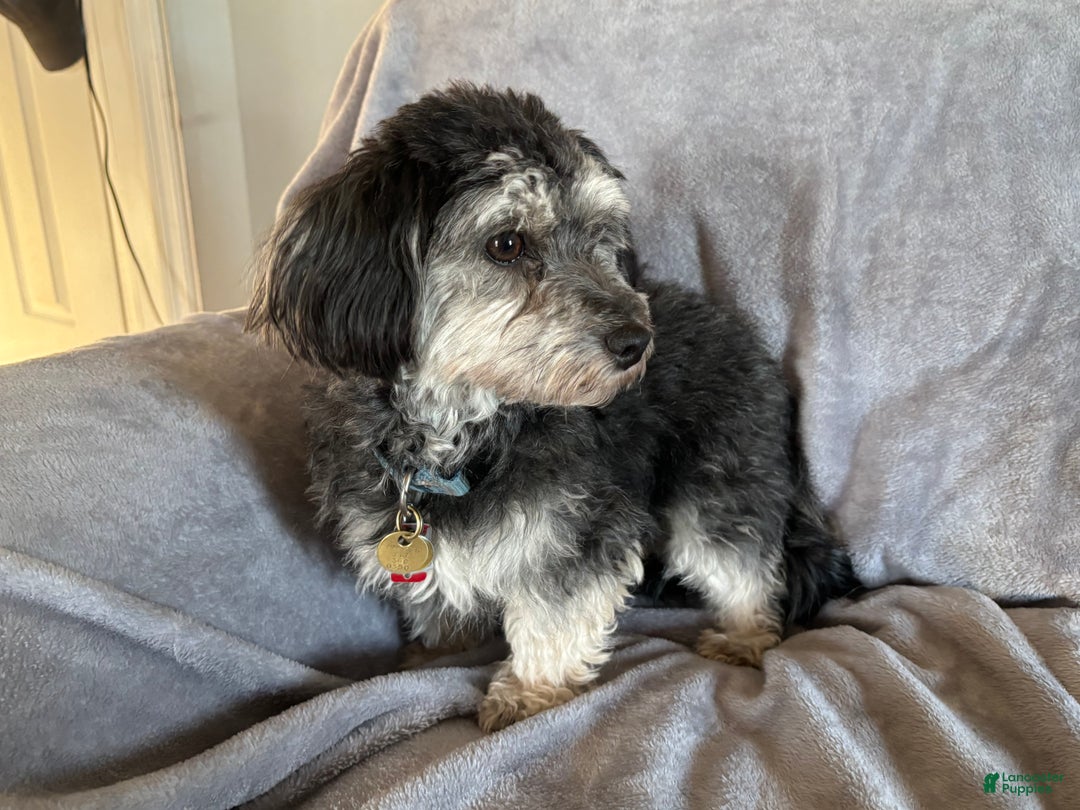 Havanese dogs for sale: Donny - Ad 3