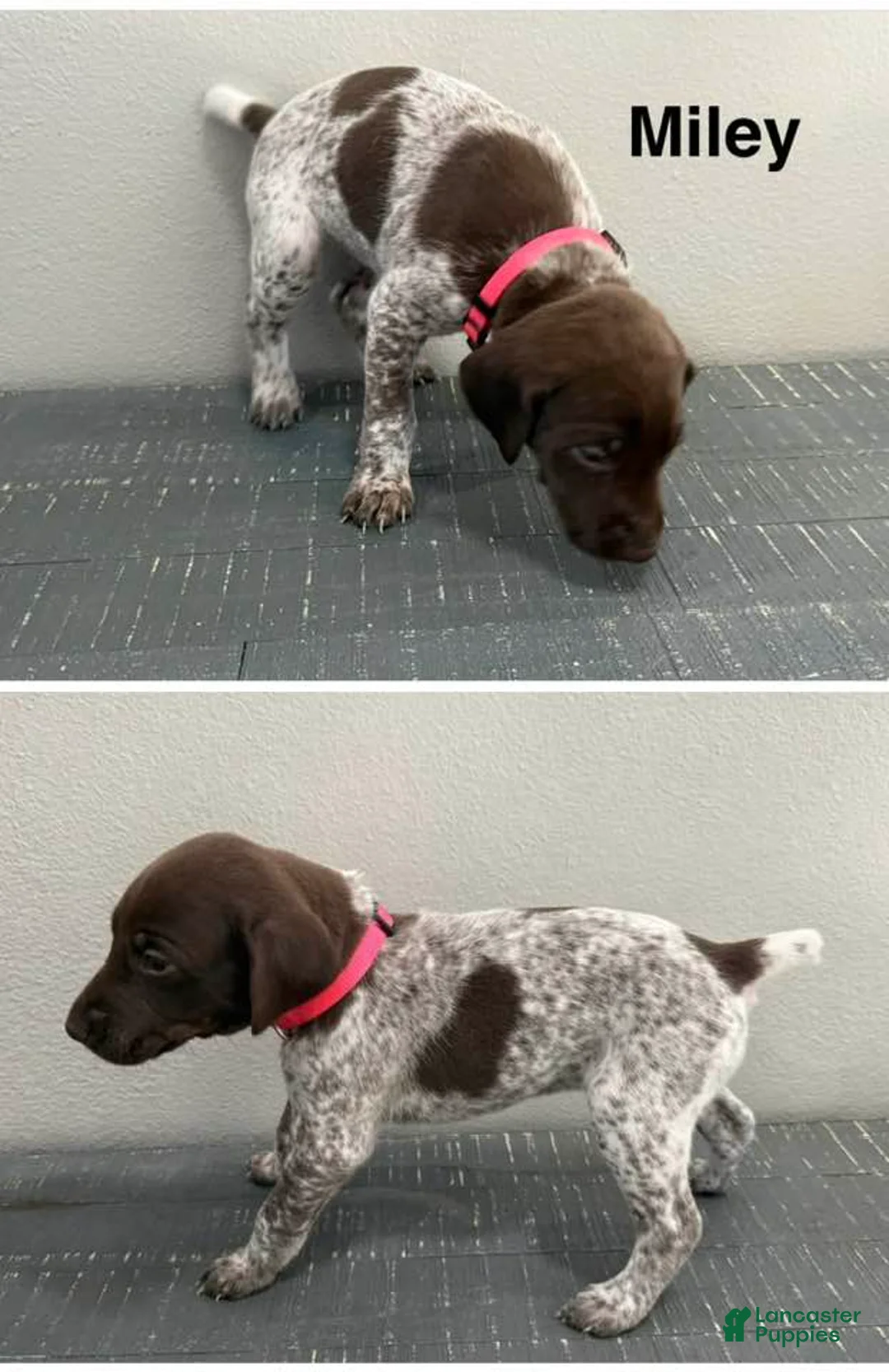 German Shorthaired Pointer dogs for sale: Miley - Ad 4