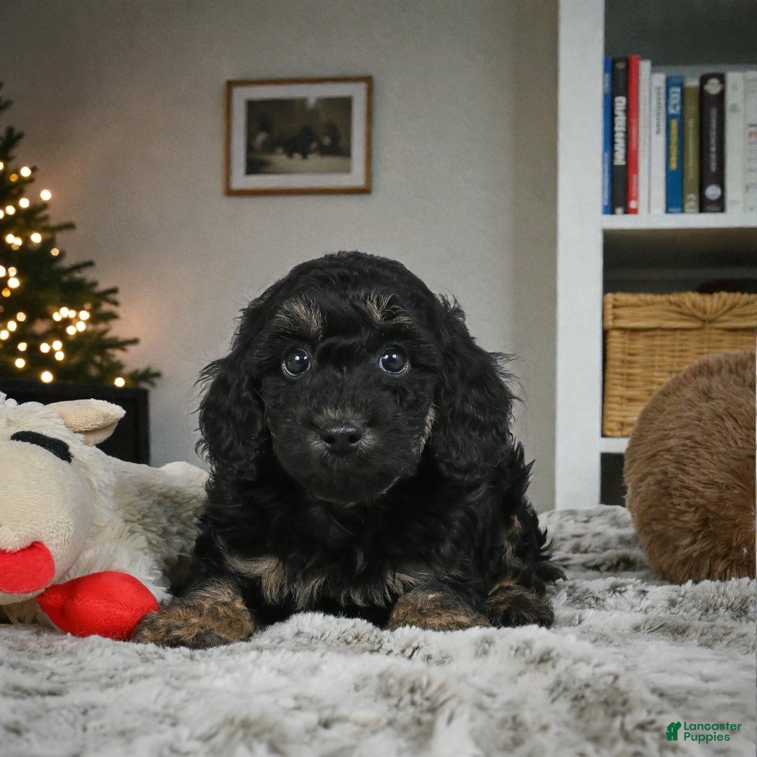 Cockapoo dogs for sale: Duke - Ad 4