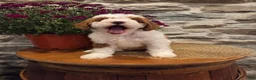 Mini Bernedoodle dogs for sale: EMMA - FEMALE Mini Bernedoodle 2 - Ad 22
