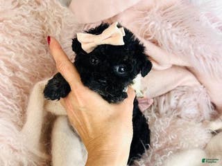 Toy Poodle dogs Toy Poodle Puppy 1 - Ad 31