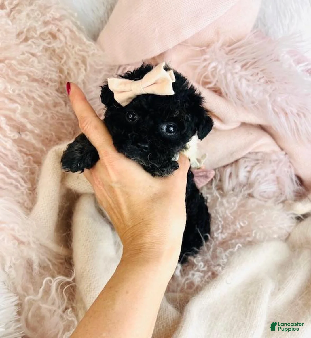 Toy Poodle dogs for sale: Toy Poodle Puppy 1 - Ad 1