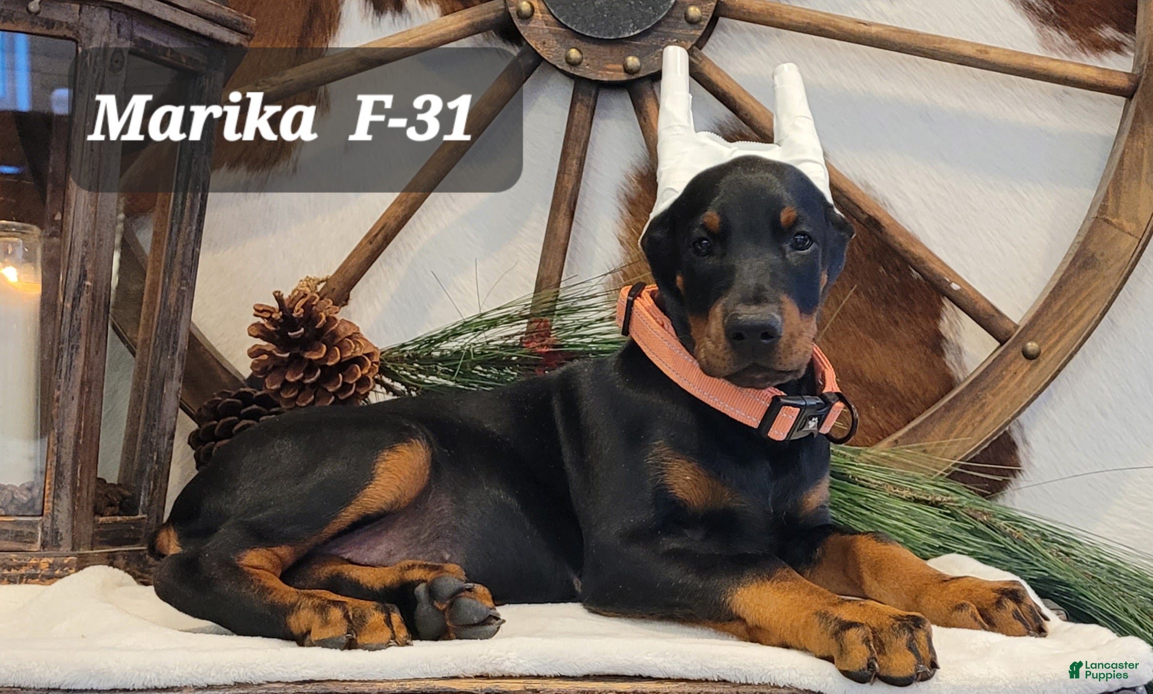 Doberman Pinscher dogs MARIKA - Ad 1
