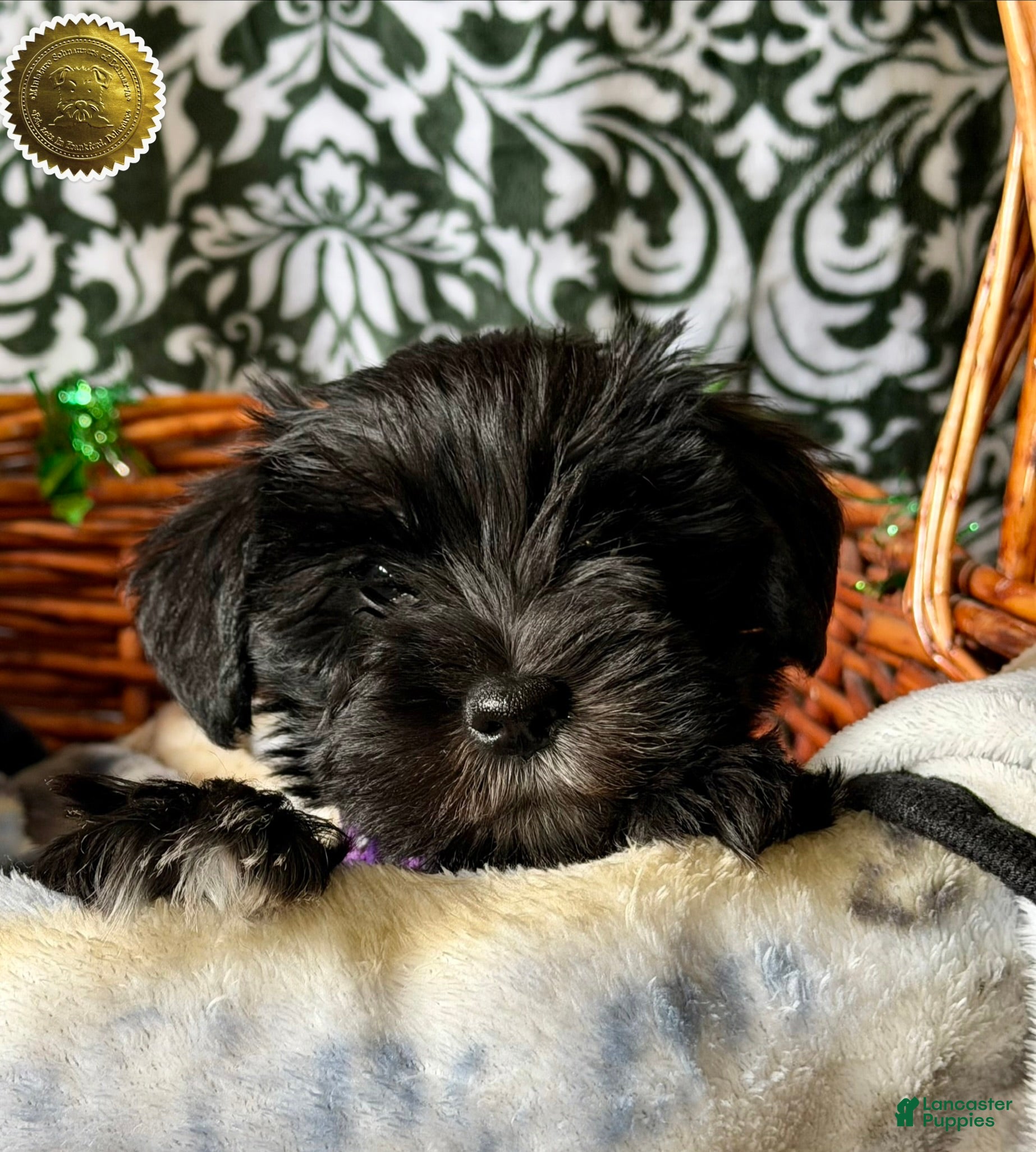 Miniature Schnauzer dogs DOTTIE - Ad 23