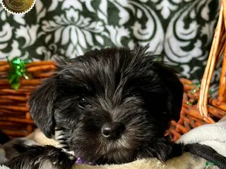 Miniature Schnauzer dogs DOTTIE - Ad 23