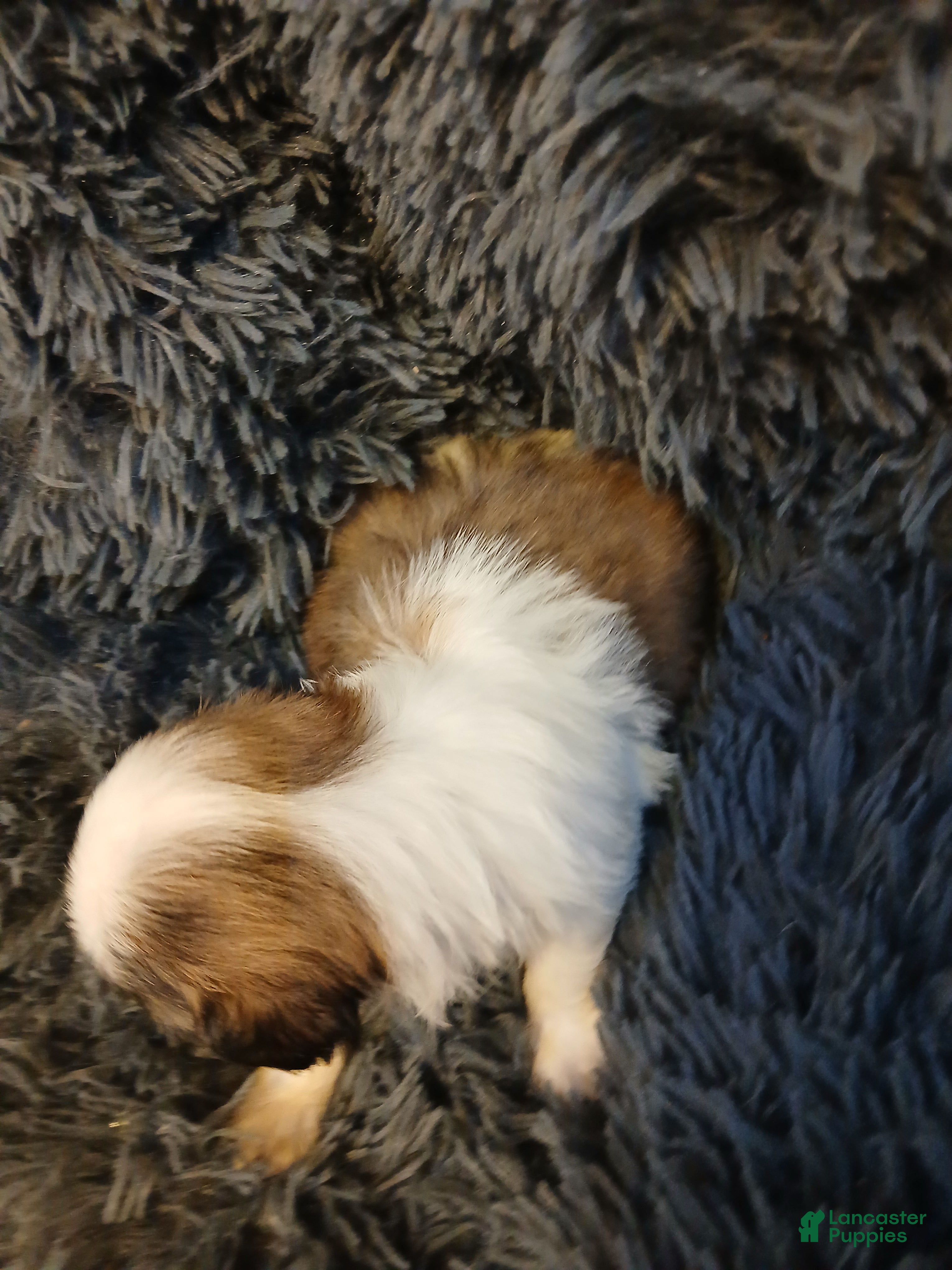 Shih Tzu dogs Dusty - Ad 1