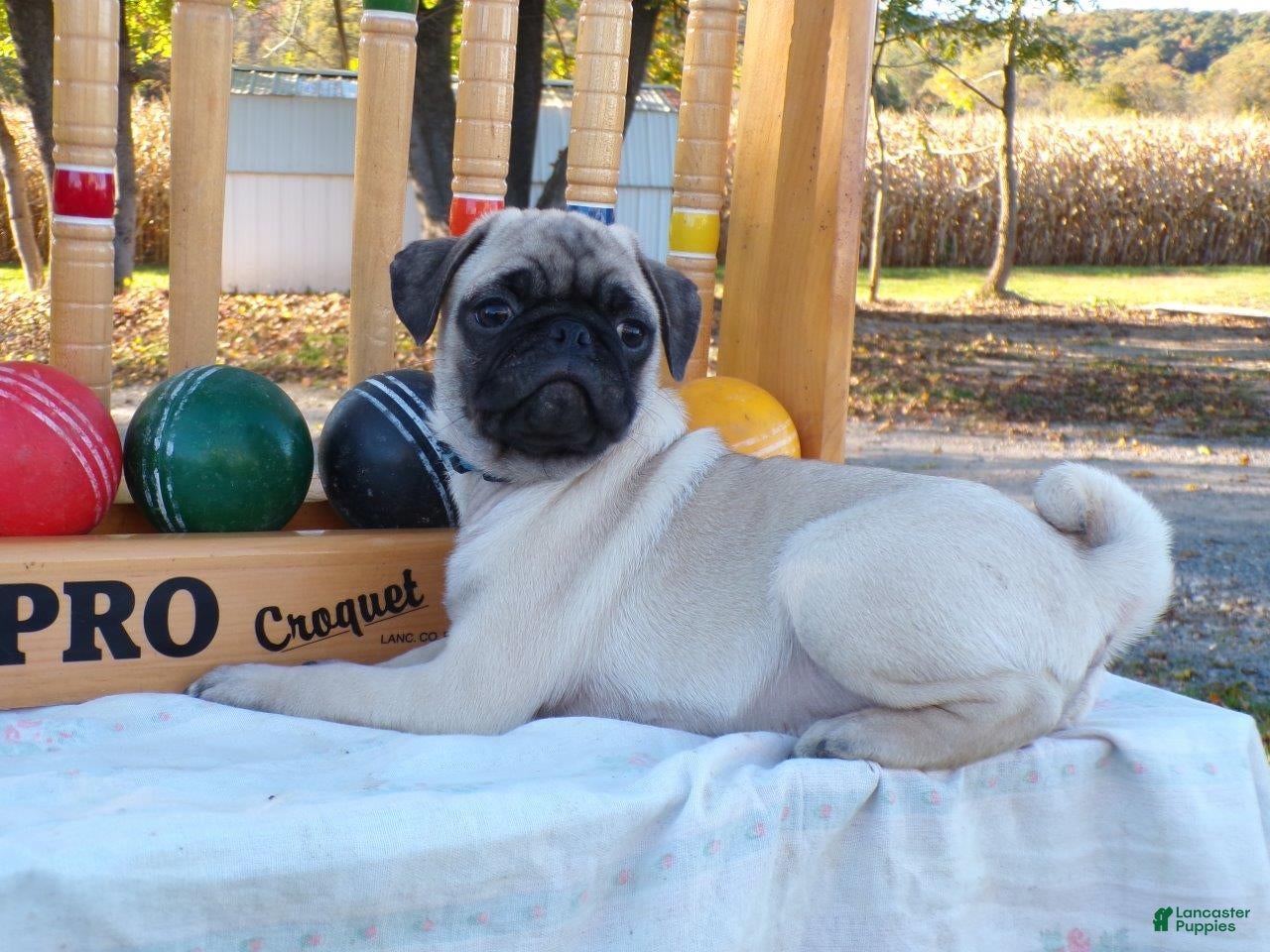 Pug dogs for sale: Dusty - Ad 2