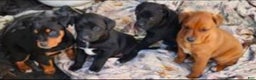 Mixed Breed dogs for sale: German Rottweiler and Labrador Retriever Mixed Breed Puppy 1 - Ad 3