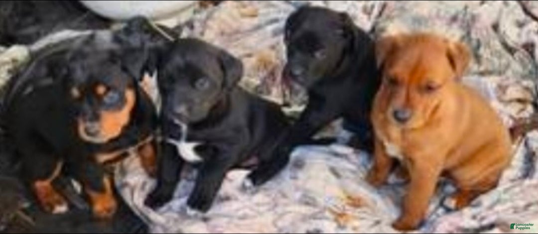 Mixed Breed dogs for sale: German Rottweiler and Labrador Retriever Mixed Breed Puppy 1 - Ad 3