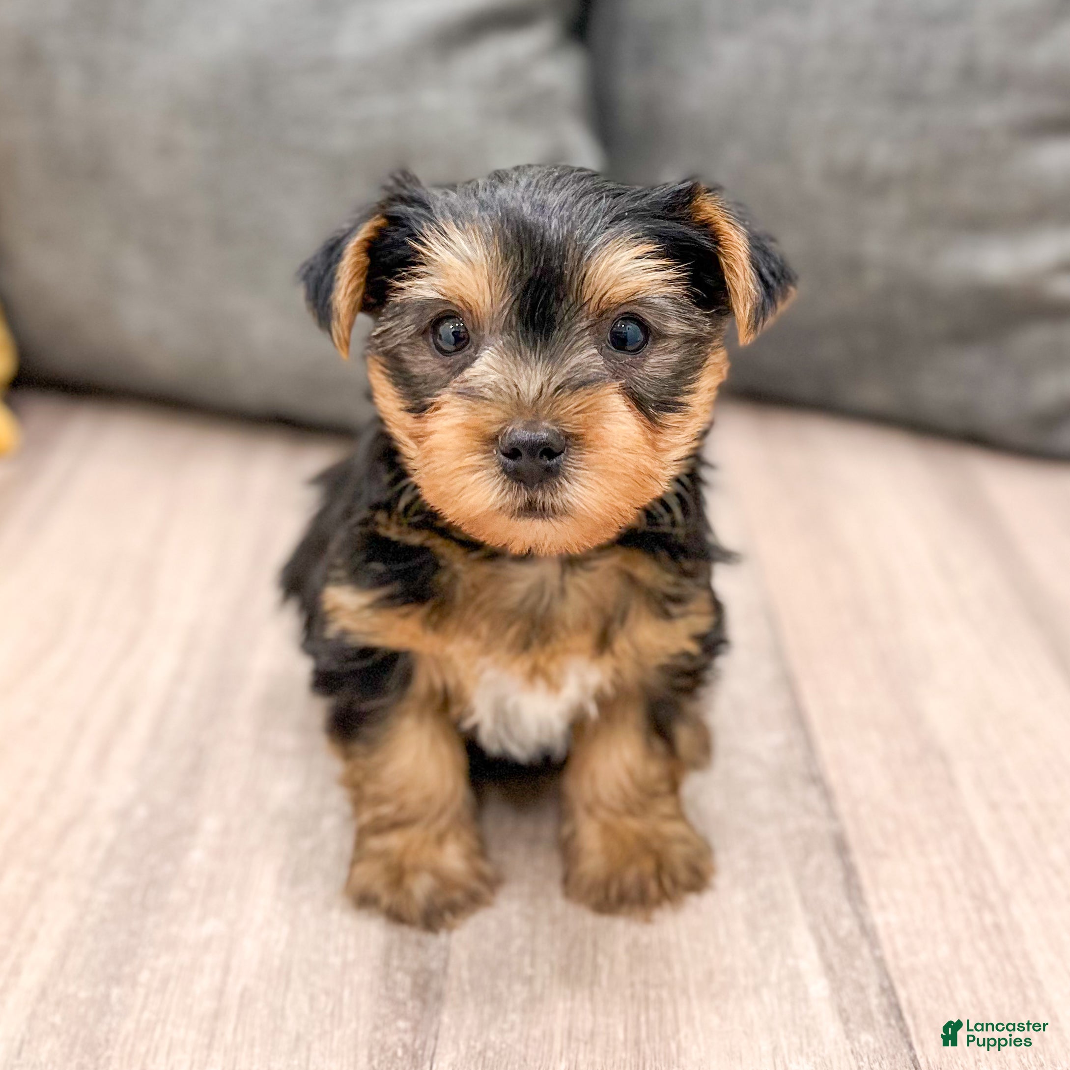 Yorkshire Terrier dogs Dash - Ad 42