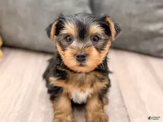 Yorkshire Terrier dogs Dash - Ad 42