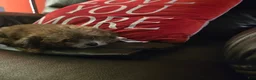 Havapoo dogs for sale: Havapoo Puppy 1 - Ad 3