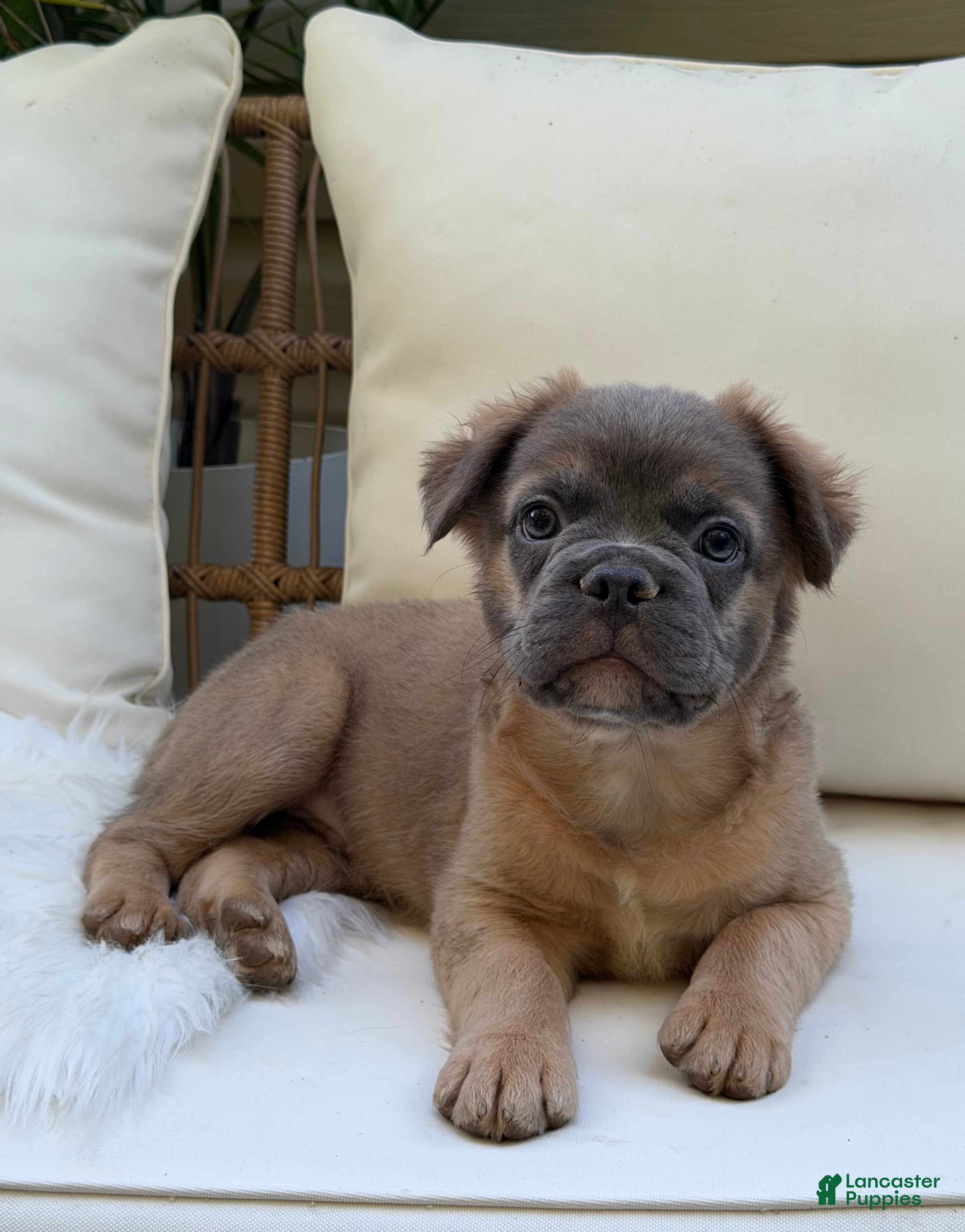 French Bulldog dogs Ash - Ad 1