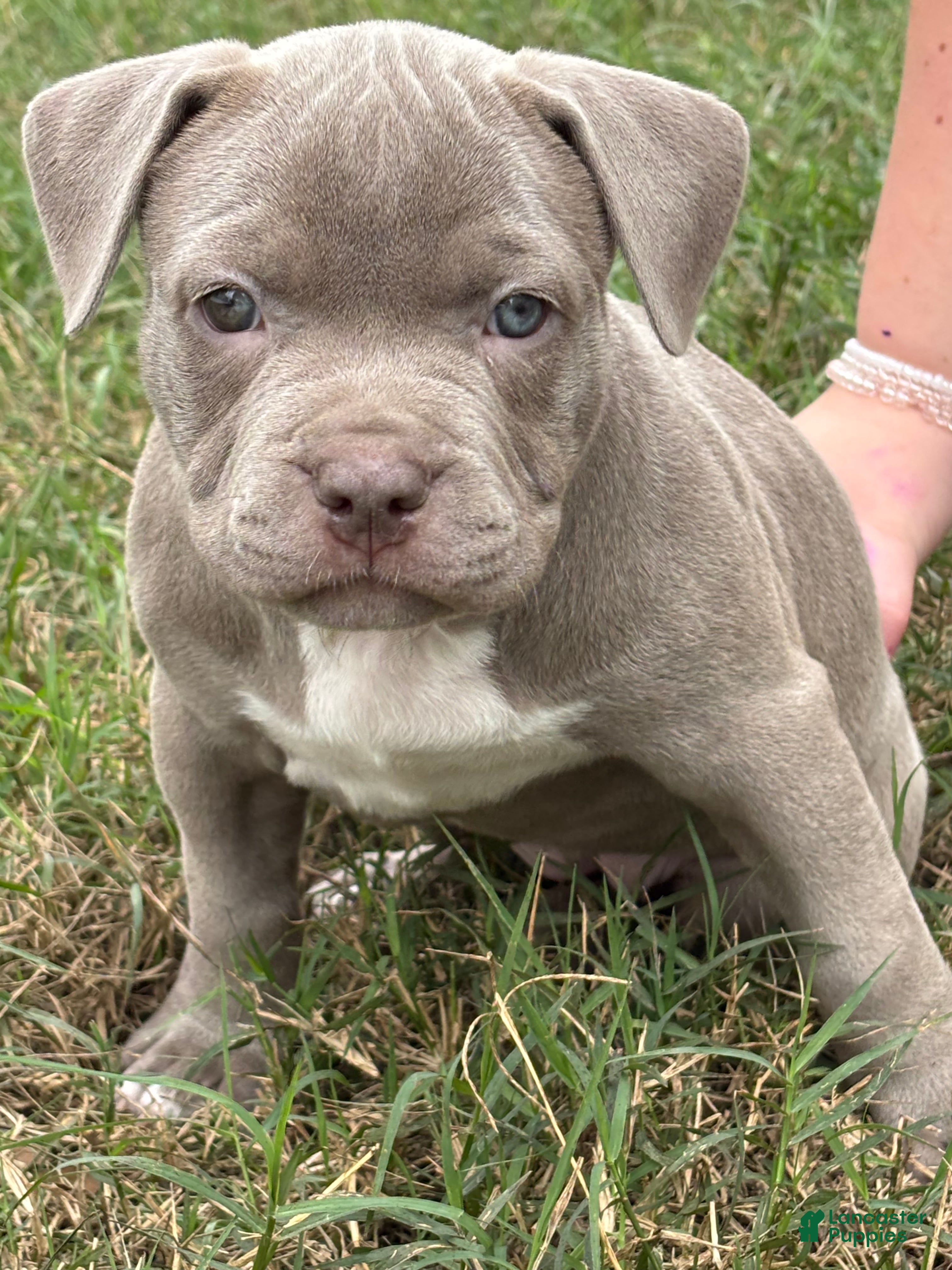American Bully dogs NAIROBI The XL Bully - Ad 4