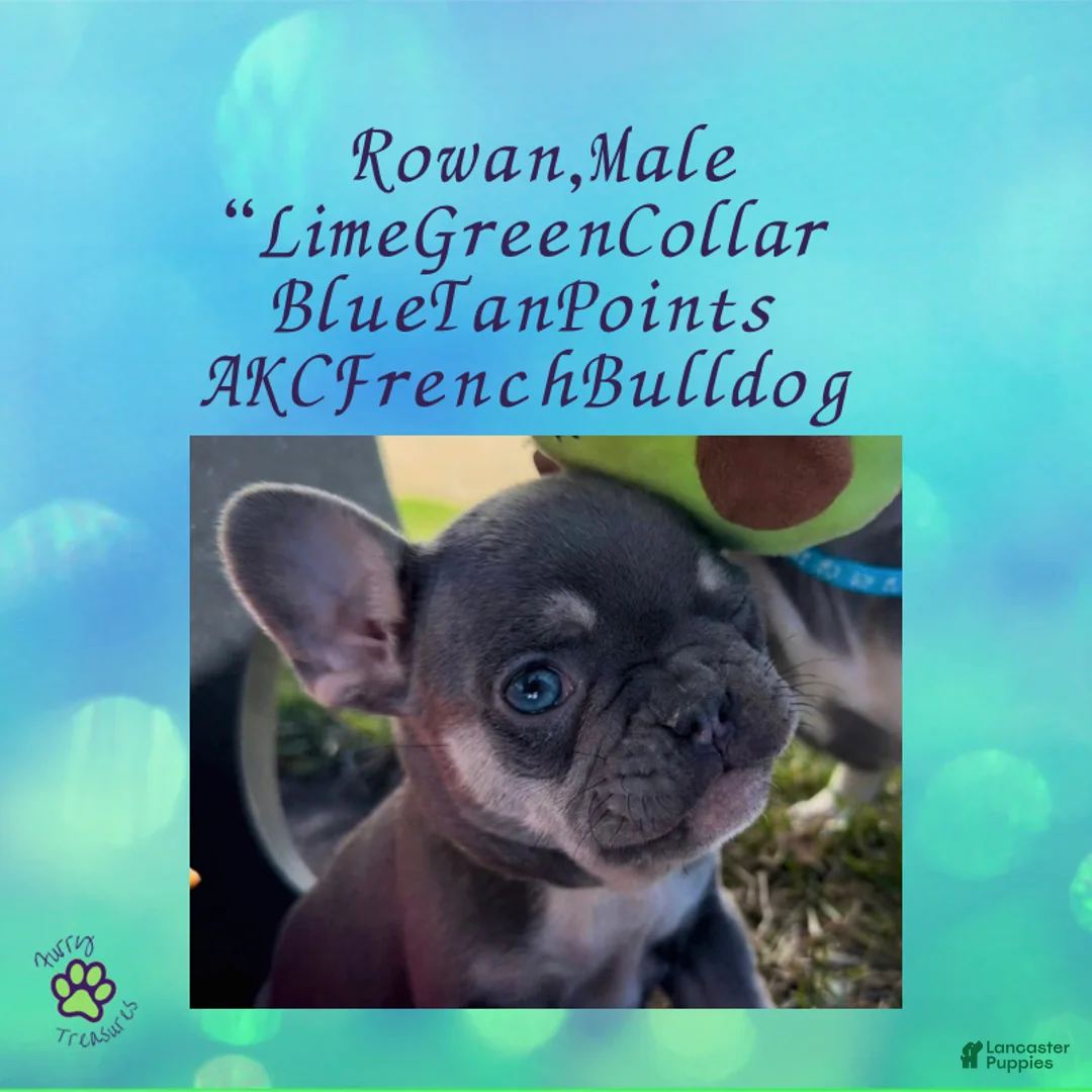 French Bulldog dogs for sale: Rowan “Green”Collar, Male - Ad 2