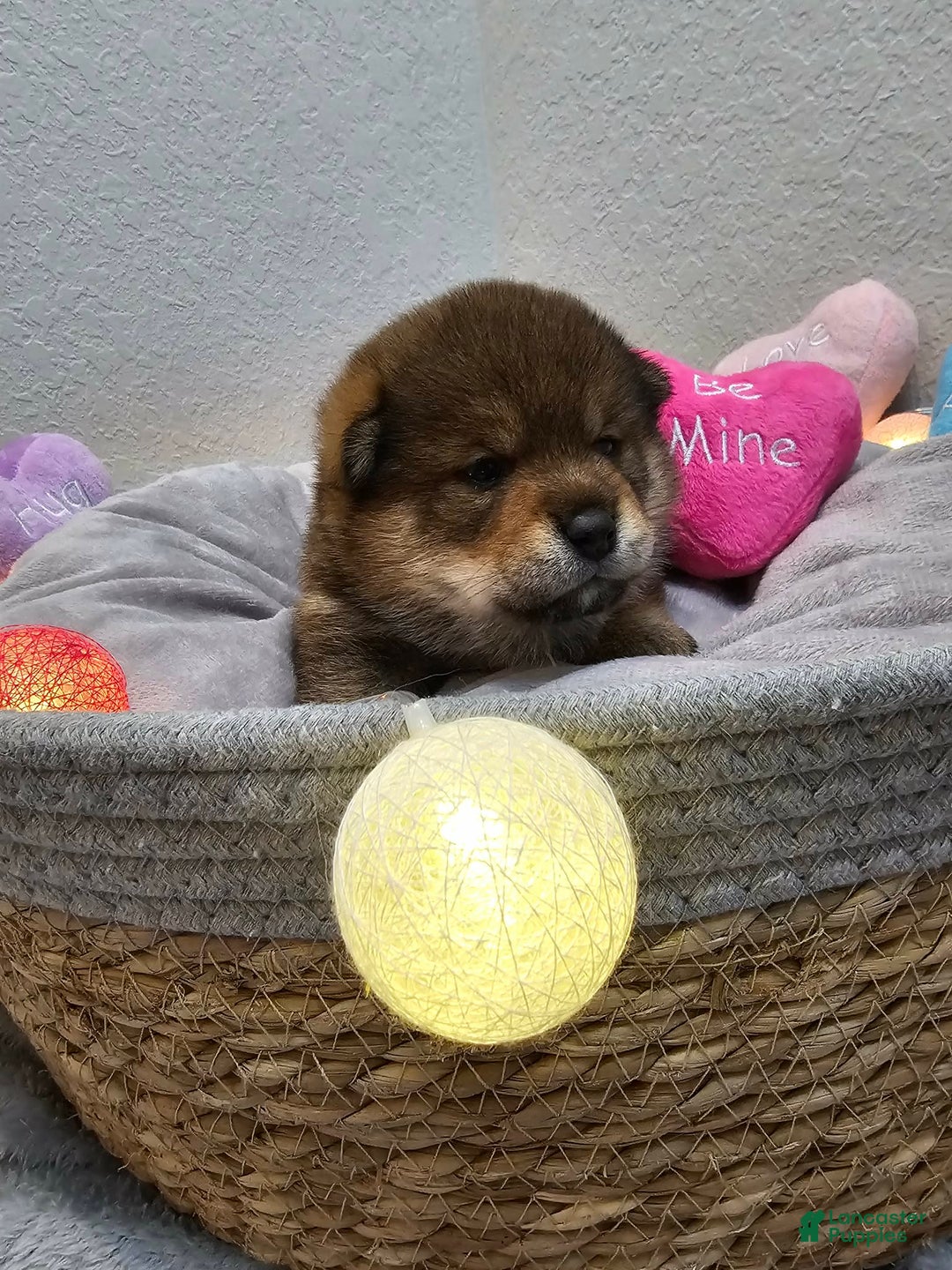 Shiba Inu dogs for sale: Aki - Ad 8