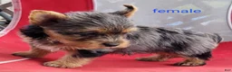 Yorkshire Terrier dogs for sale: Luna - Ad 11