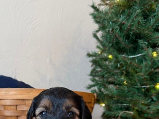 Cavapoo dogs Chestnut - Ad 18